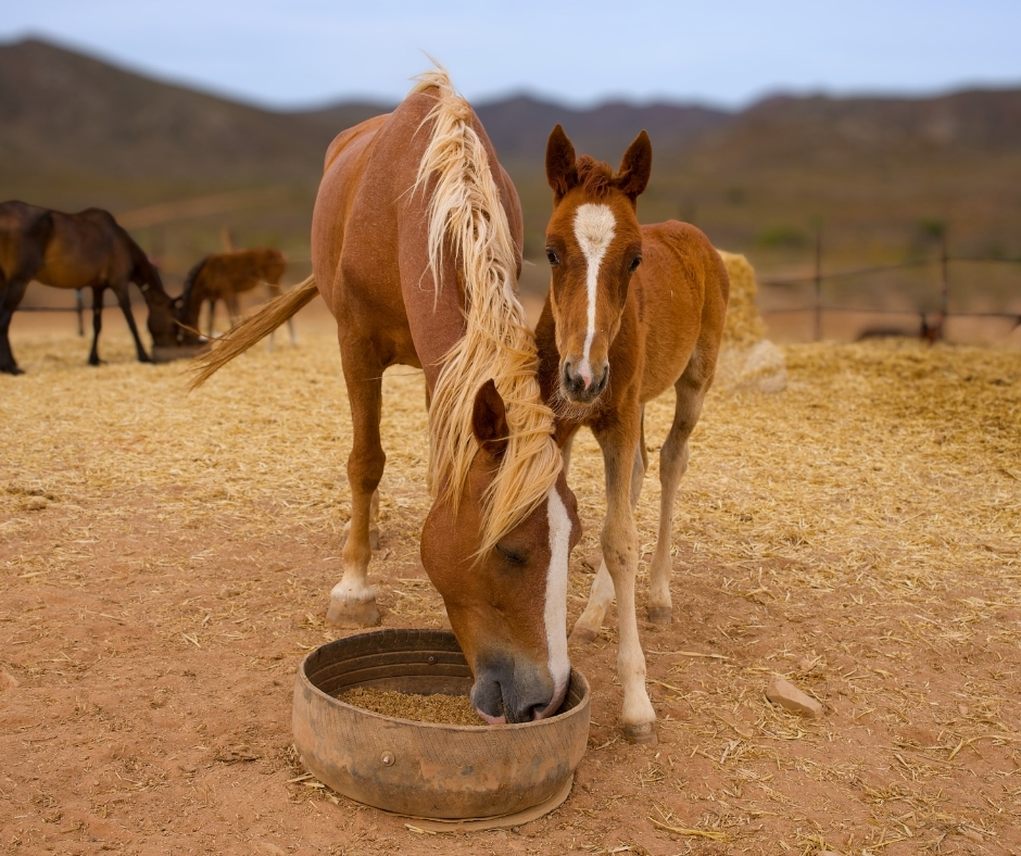 Network4Animals's tweet photo. 🇿🇦 Being forced off their land, #HaveAHeart has secured a new property with grazing, water &amp; long-term stability 🐴

But first, the horses &amp; donkeys must get there safely. Time is short. Transport costs $15k/£11k.

👉 Give today &amp; help carry them home: https://t.co/hJFudW4Q43. https://t.co/W3priHklNZ