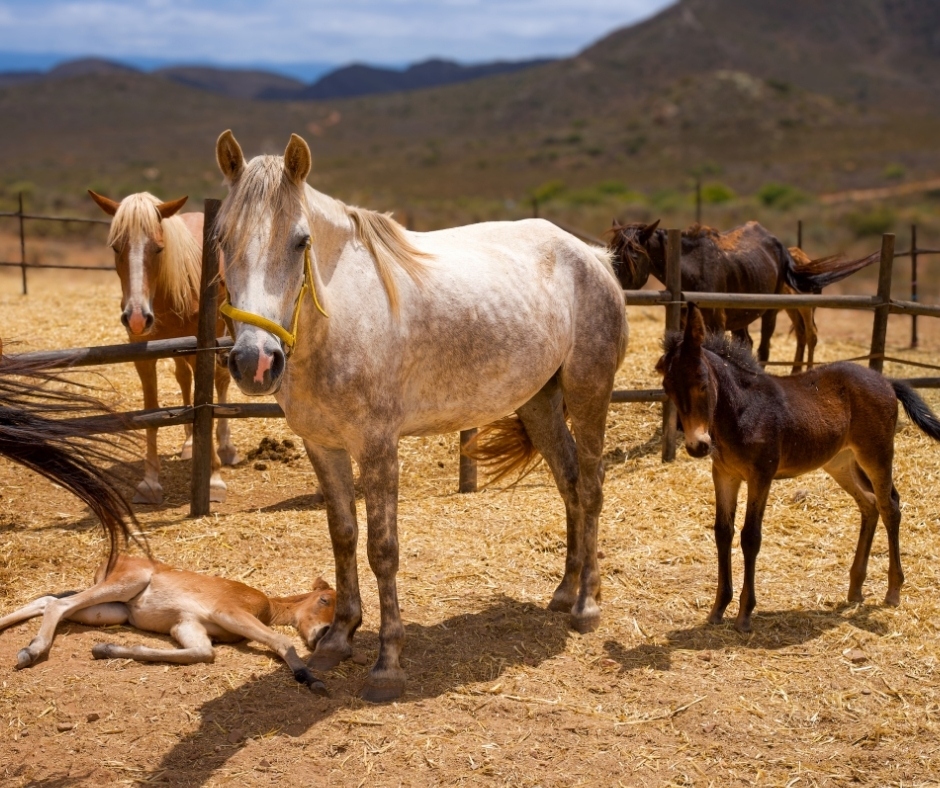 Network4Animals's tweet photo. 🇿🇦 Being forced off their land, #HaveAHeart has secured a new property with grazing, water &amp; long-term stability 🐴

But first, the horses &amp; donkeys must get there safely. Time is short. Transport costs $15k/£11k.

👉 Give today &amp; help carry them home: https://t.co/hJFudW4Q43. https://t.co/W3priHklNZ