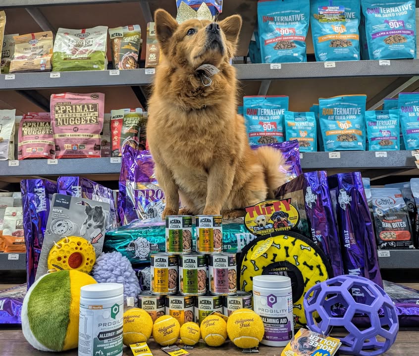 HWFeed's tweet image. Beads, bowties, and bark-tastic bites! 🎭 Skip the king cake and grab pet-safe Mardi Gras treats and apparel at Hollywood Feed. Let the good times roll!

Shop Now: bit.ly/3NY83Px

#hwfeed #MardiGrasPets #PetSafety #HealthyPets