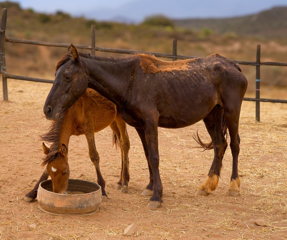 Network4Animals's tweet photo. 🇿🇦 Being forced off their land, #HaveAHeart has secured a new property with grazing, water &amp; long-term stability 🐴

But first, the horses &amp; donkeys must get there safely. Time is short. Transport costs $15k/£11k.

👉 Give today &amp; help carry them home: https://t.co/hJFudW4Q43. https://t.co/W3priHklNZ