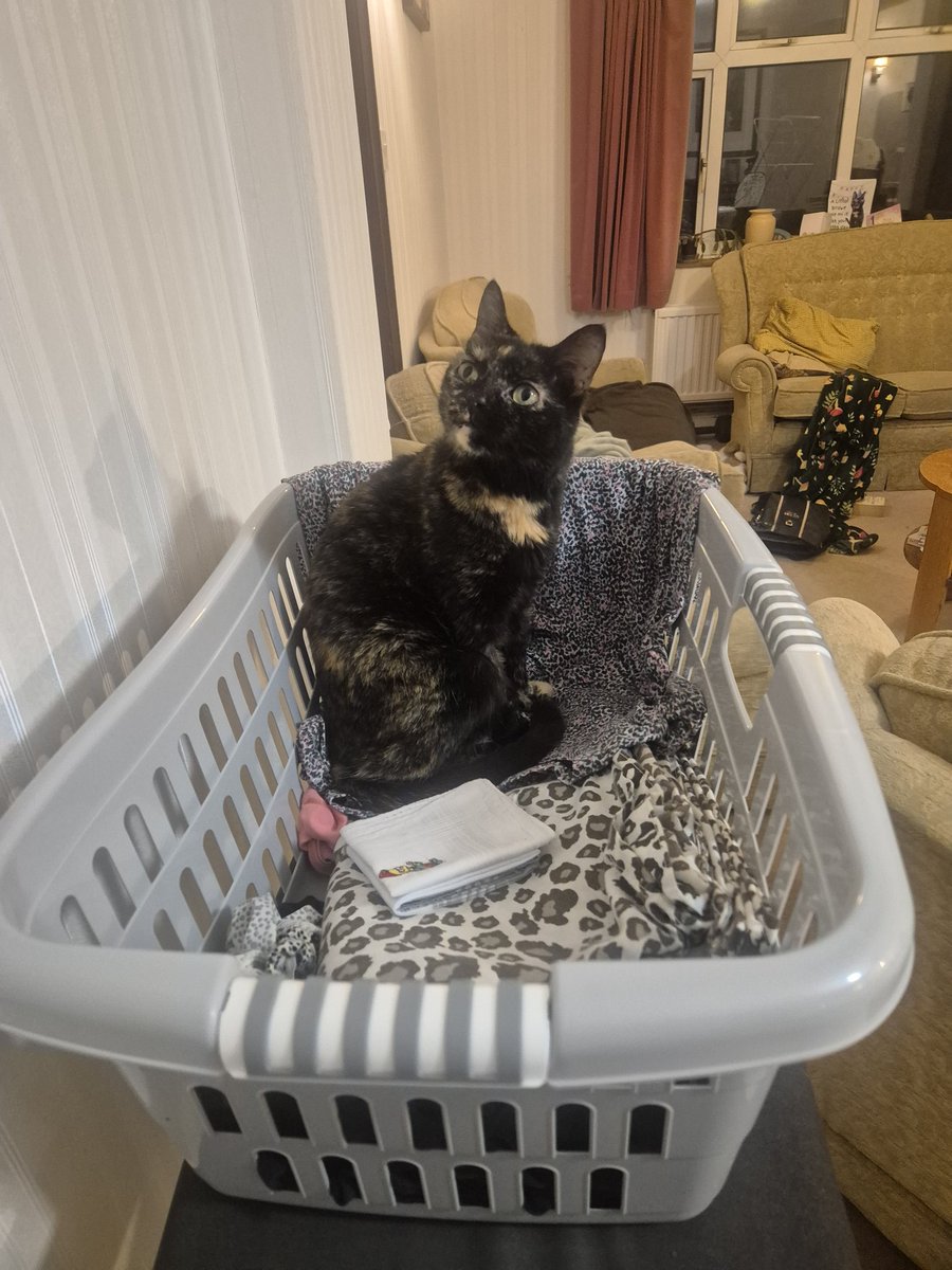 Littol Clee 🧡🖤 Anastrasia tweet media