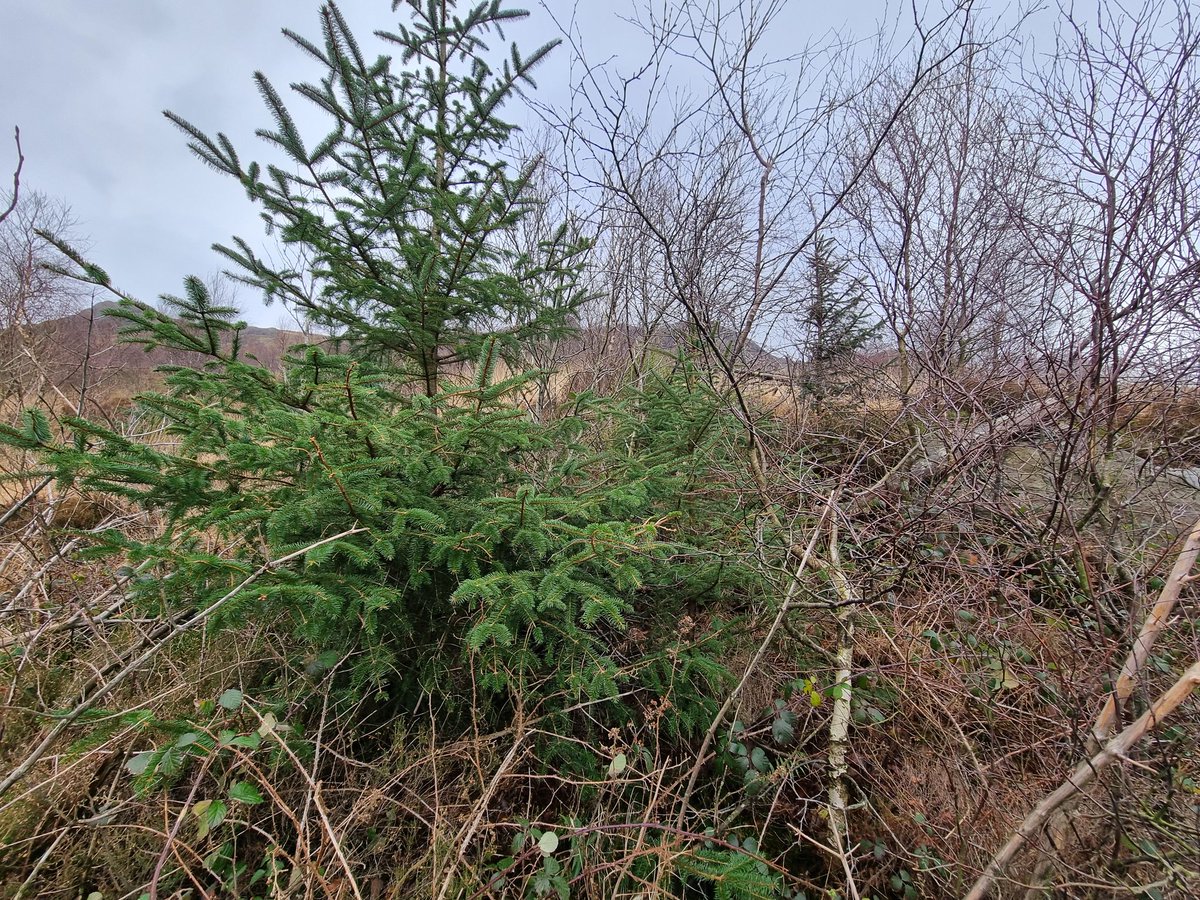 Restoring Hardknott Forest tweet media