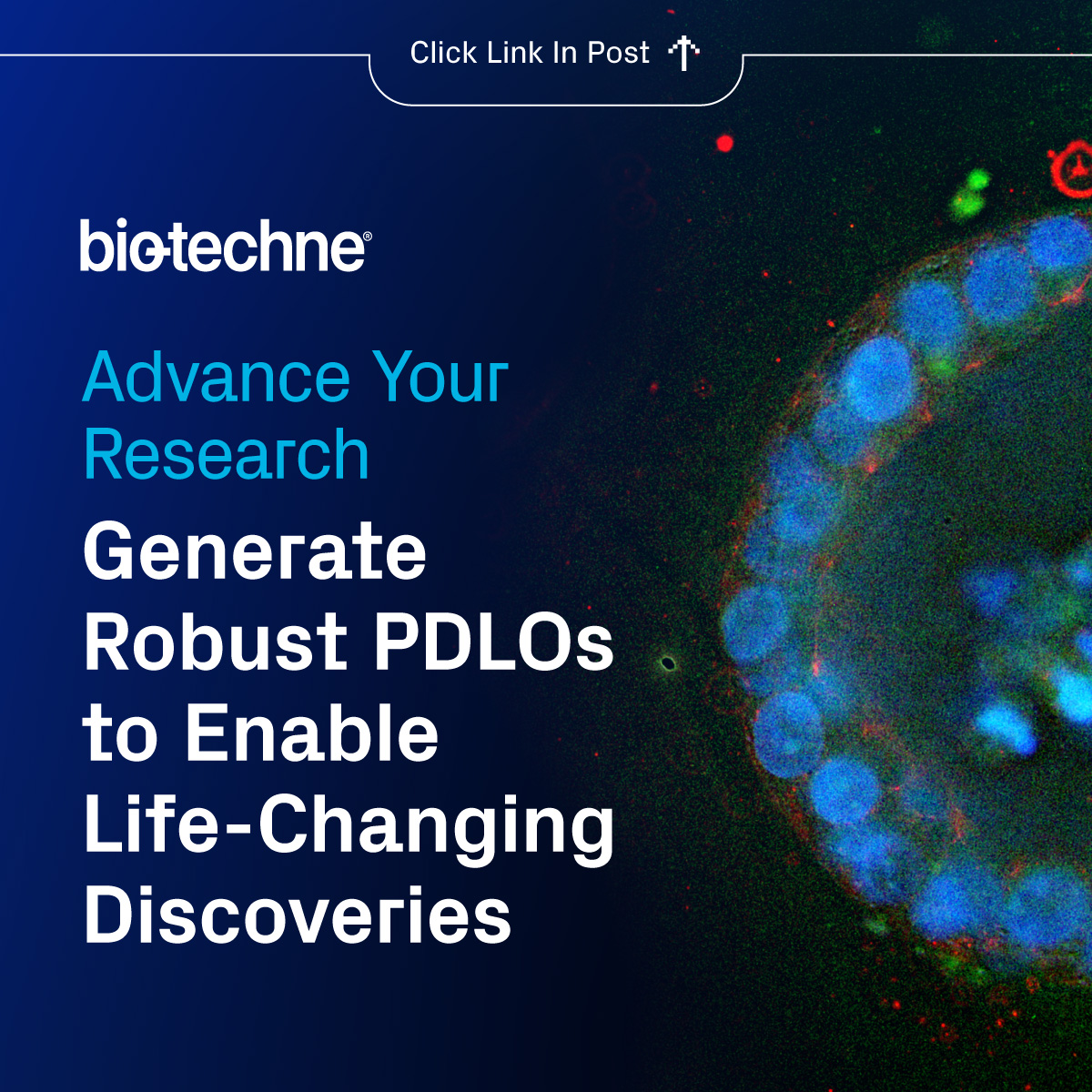 R&D Systems tweet media