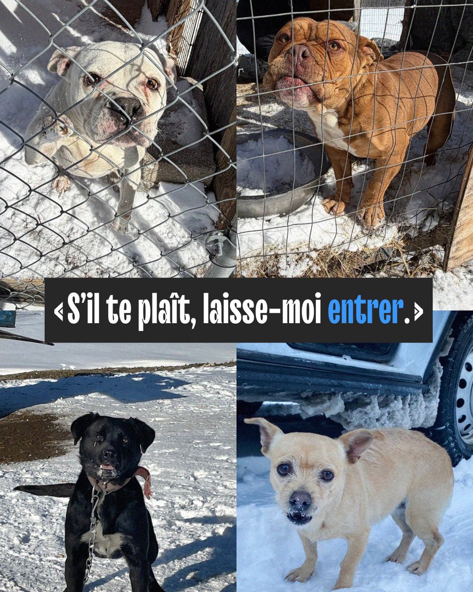 PETA_France's tweet photo. Laisser les chiens dehors dans le froid est tout simplement inacceptable ! Ils peuvent souffrir d'engelures, d'hypothermie, voire mourir. 💔

Lorsque vous adoptez un chien, vous vous engagez à le protéger toute sa vie. Gardez votre animal de compagnie au chaud et en sécurité ! https://t.co/ugcgJ4Yama
