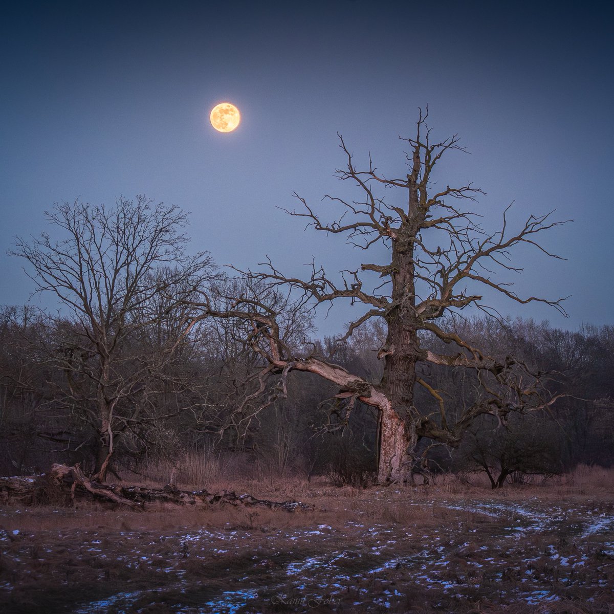Ostatnie zdjęcia Księżyca z 1.02.2026 w Wielkopolsce się spodobały, więc dołączam jeszcze kilka ujęć :)

Łęgi Rogalińskie, Kórnik.