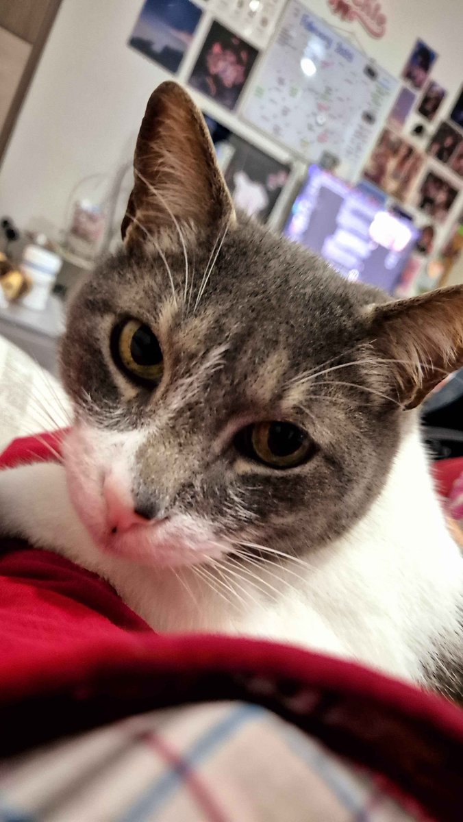 Andy 🌸☕🐰 CMM OPEN VGEN tweet media