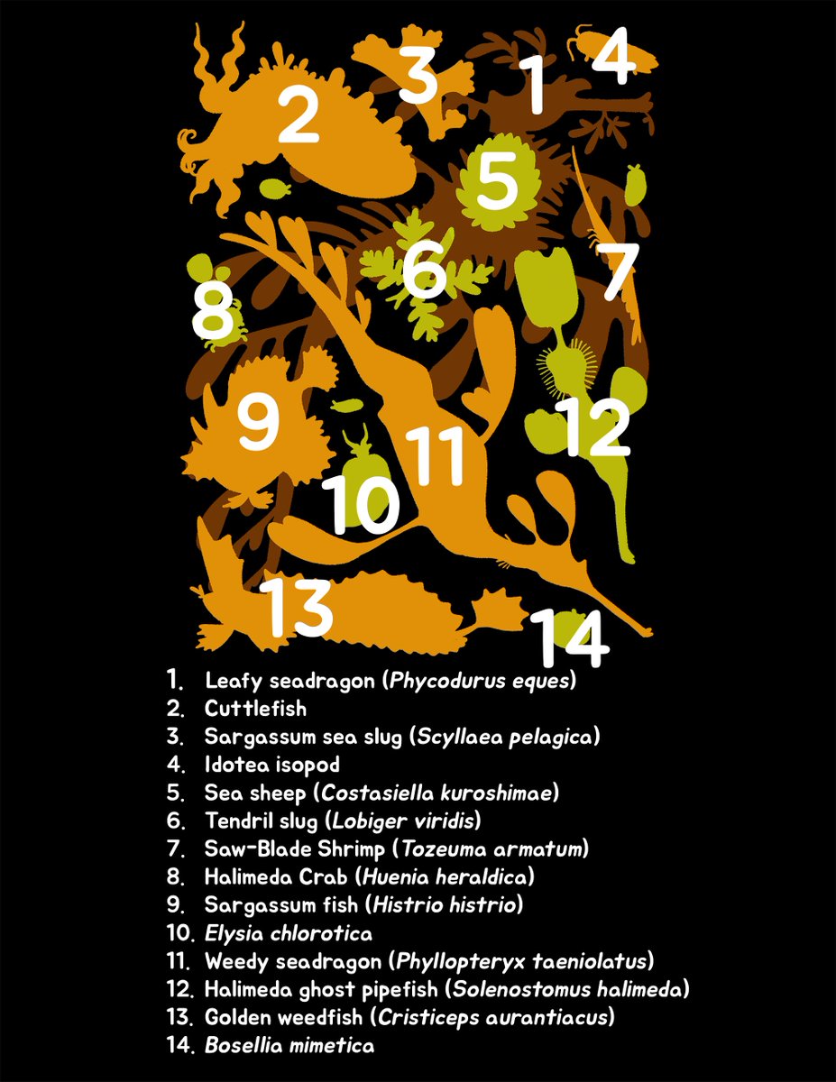 “Like a weed 🪸”

I have been thinking about doing a piece like this when working on the mossy critters, and now it comes to the weedy friends! Swipe to see if you’ve found &amp; identified them all!