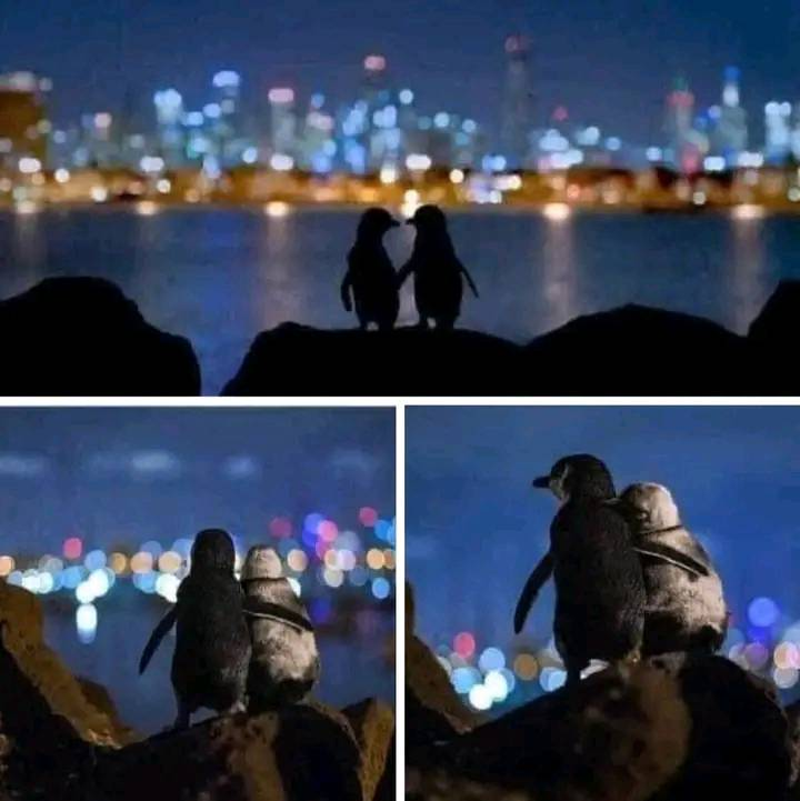 El pingüino más claro es una hembra anciana cuya pareja hace un tiempo falleció. 
 El más oscuro es un pingüino más joven que perdió su pareja en 2018  

Los biólogos los han seguido cuando se encuentran todas las noches para consolarse mutuamente.  
 Pasan horas juntos mirando