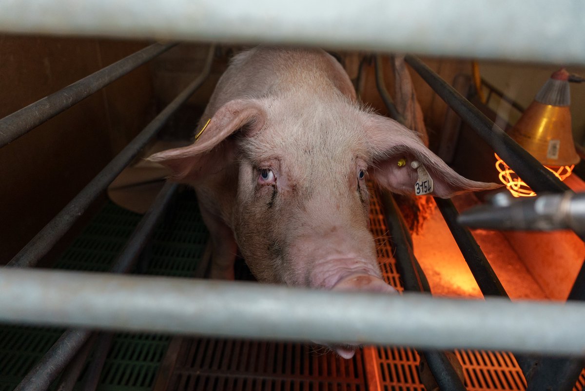 Nouveau sondage IFOP / <a href="/30millionsdamis/">Fondation 30 Millions d'Amis</a> :
👉 82% des Français veulent interdire l'élevage intensif, 👉90% soutiennent l'interdiction européenne des cages.
👉67% estiment que les politiques défendent mal les animaux.

À quelques semaines des municipales, 51% des électeurs