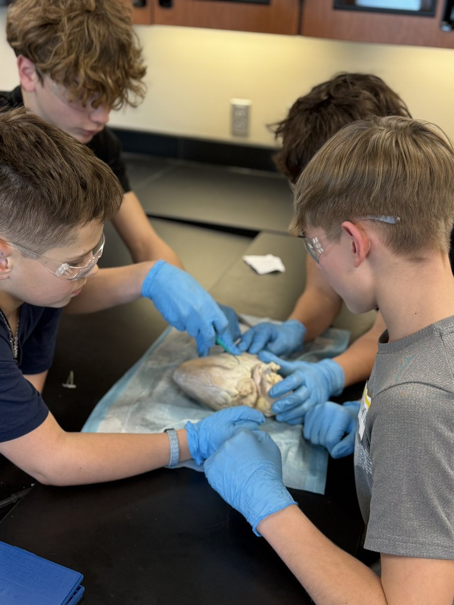 BMSHAL_Hahn's tweet photo. 7th HAL Dissection Lab: pig’s heart @BMSActivities https://t.co/qDSBKpgfut