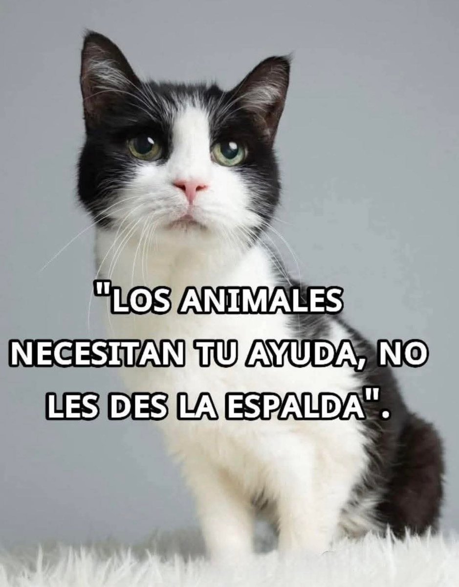 Sabueson tweet media