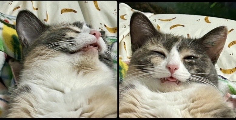 Cute Animals Cleanse tweet media