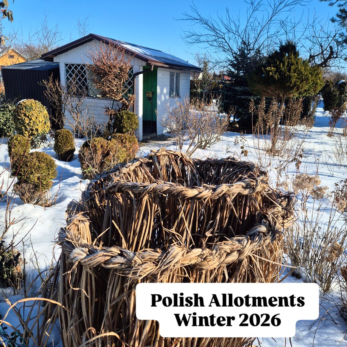 🌱Lovely_Plot 💅🇵🇱🇬🇧🪷🐞🐝 tweet media