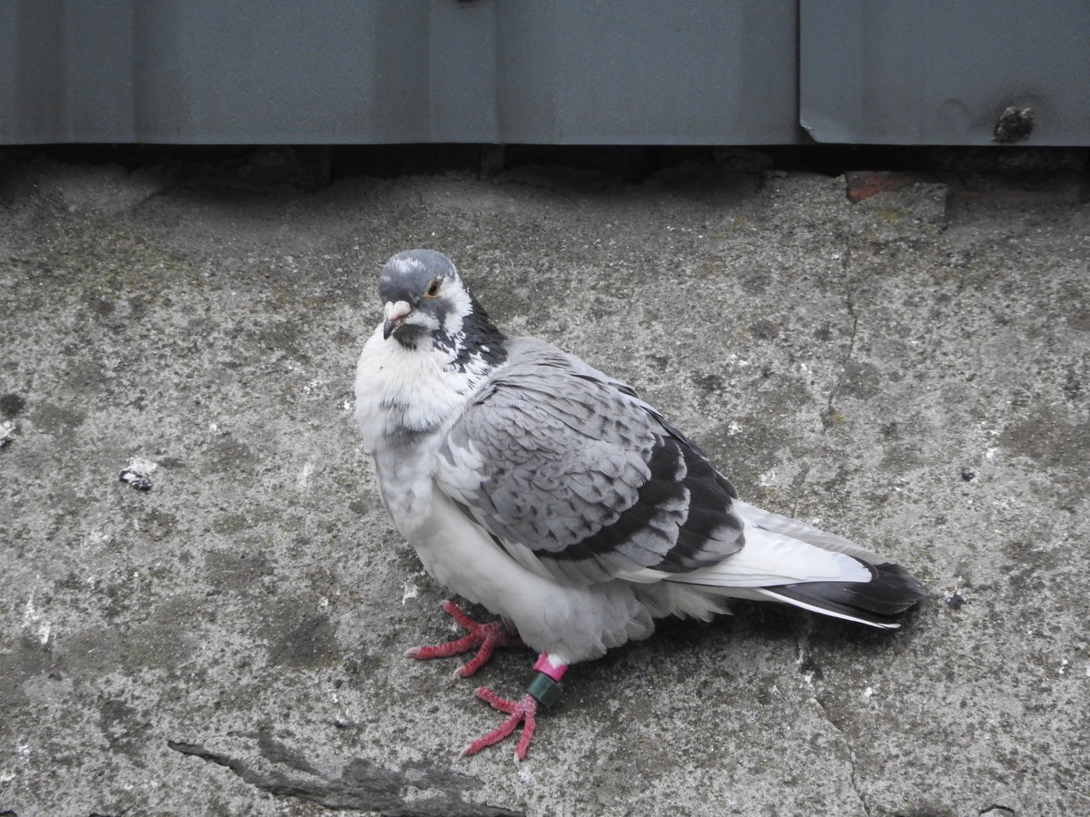 Racing pigeon who stopped by for a few days, 05 Jun '15.