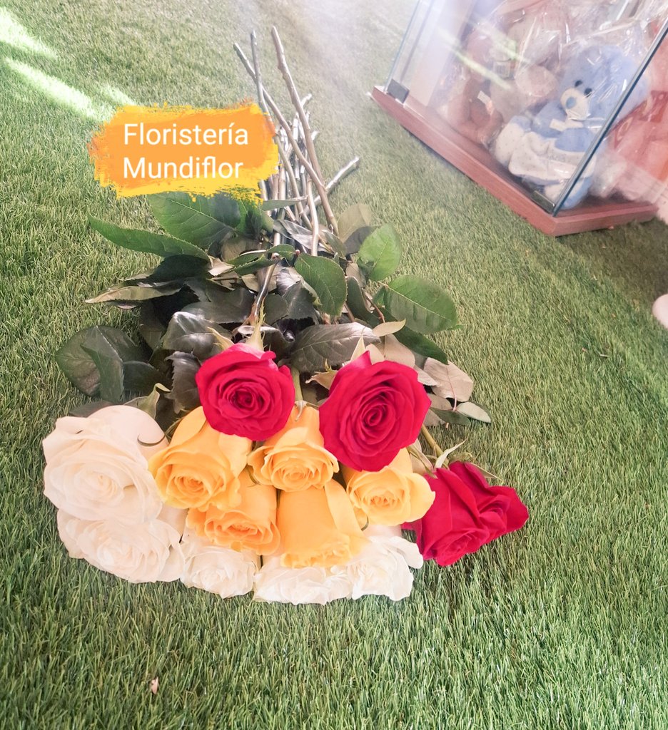 MUNDIFLOR's tweet photo. 🌹 Rosas de 80 cm en Mundiflor.
Más grandes, más elegantes, más duraderas. 
Ven y compruébalo 😃
https://t.co/rU6TUYdI3w https://t.co/A9WVObLz17