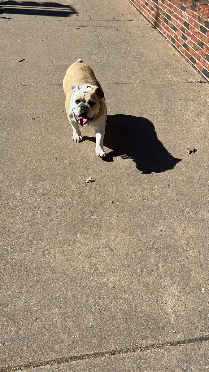 Spotted this guy walking home from class. #pooch