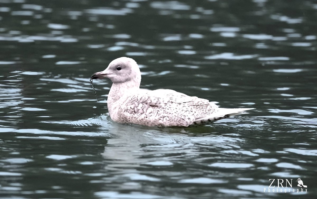 zrn photography tweet media