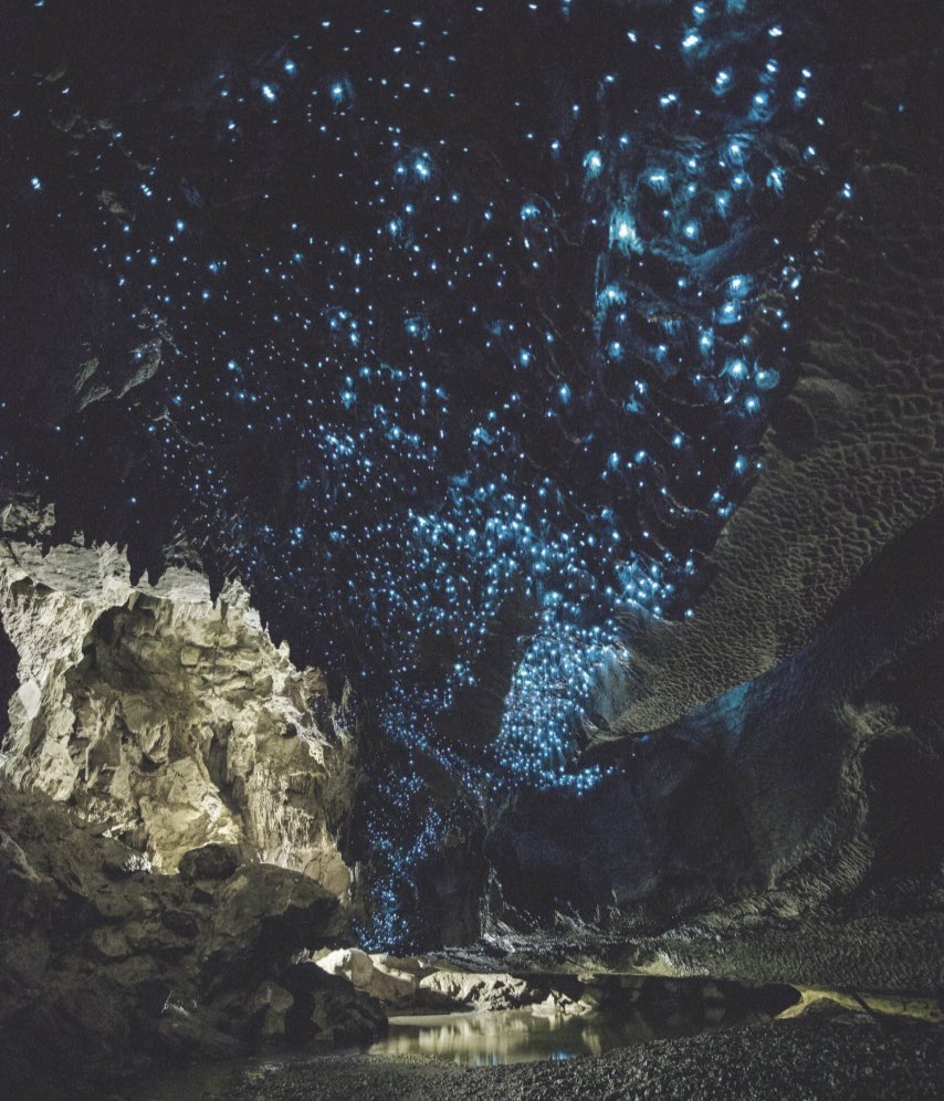 FOL_65's tweet photo. Hidden wonders: The larvae of some longhorn mosquito species glow like stars in the sky in dark caves to attract prey. https://t.co/ATJDSoCUyt