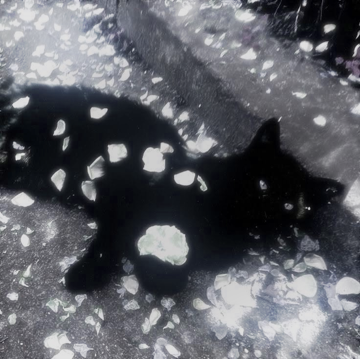 ☾ luno ☽ tweet media