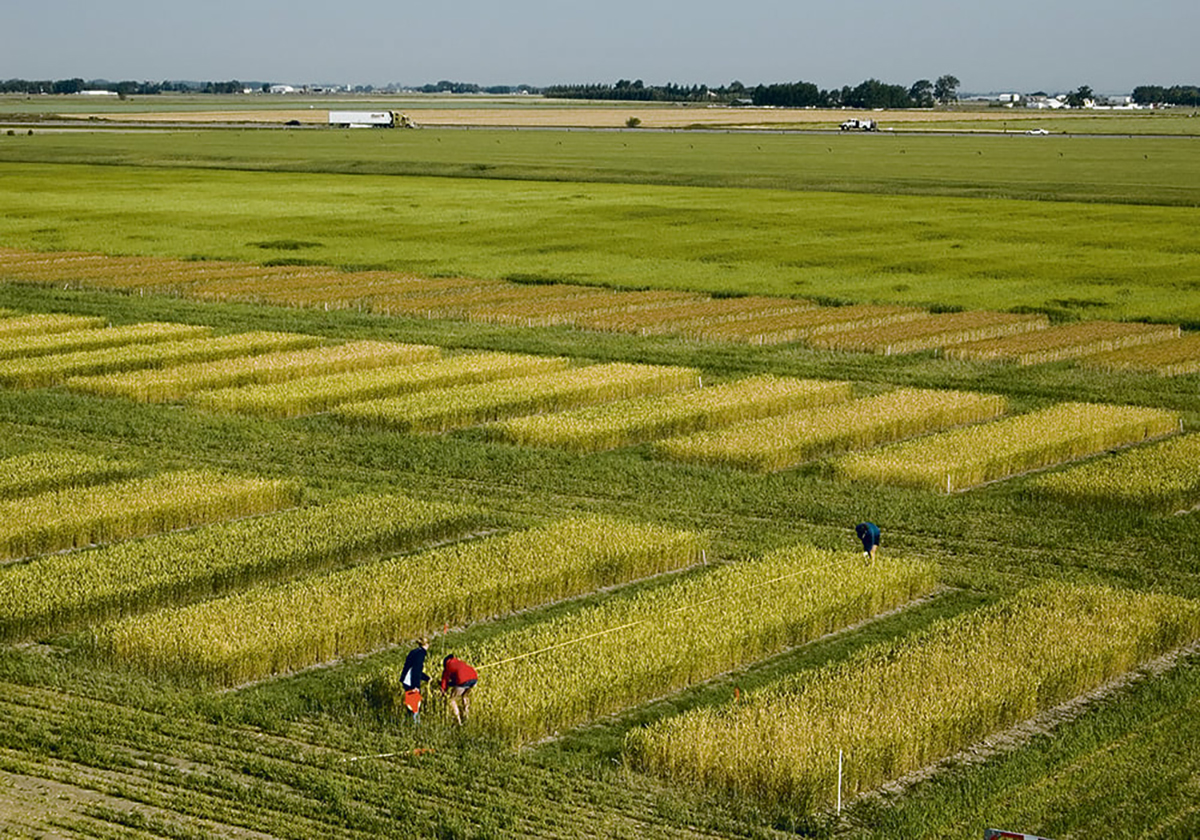 Canadian agriculture depends on research vist.ly/4qhsa #cdnag #westcdnag