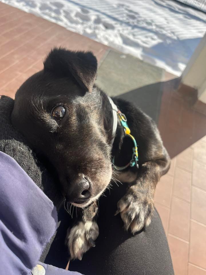 KAZIO🐶🙏🏡🆘Szukamy zarówno🏡stałego jak i tymczasowego(W przypadku DT schronisko pokrywa koszty opieki weterynaryjnej,jedzenia itd.)Cudowny, przekochany psiak znaleziony z łańcuchem na szyi ważącym niemal połowę tego co on sam💔
Schronisko w Korabiewicach pod W-wą
☎️519-615-975