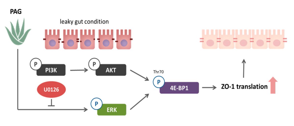 Aloe vera polysaccharides have been shown to increase the expression of a KEY protein involved in holding your gut lining together.

If you're dealing with leaky gut/increased intestinal permeability, this is absolutely something you should know about ↓