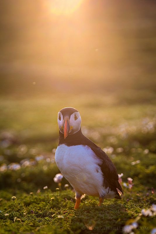 ☀️❤️ #puffins