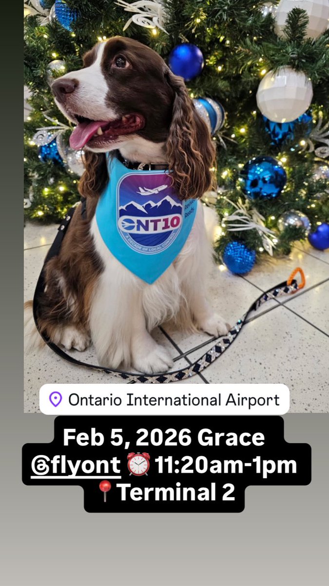 Airport Therapy Dogs tweet media