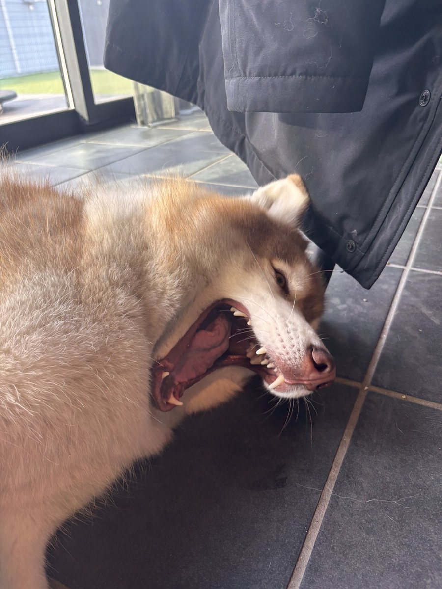 茶々丸チャチャチャ👐 (@chacha_maru1113) / Posts / X