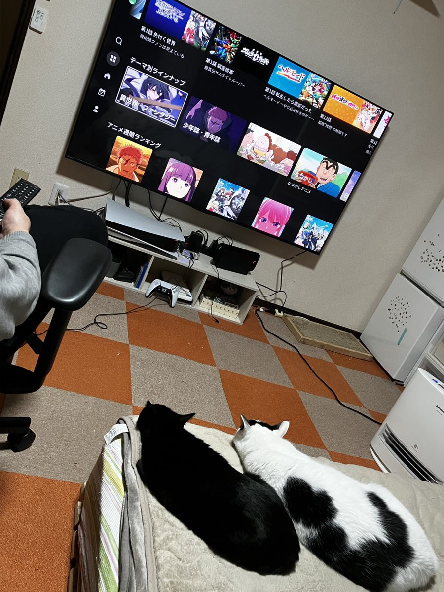 corokuro's tweet photo. ねこたちと一緒観てたみたい(*^^*)
#猫のいる暮らし https://t.co/9BYp7EGkXb