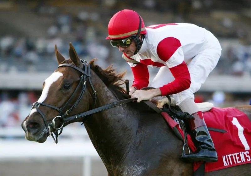 キトンズジョイ 🇺🇸 (産駒にステファニーズキトゥン、等)