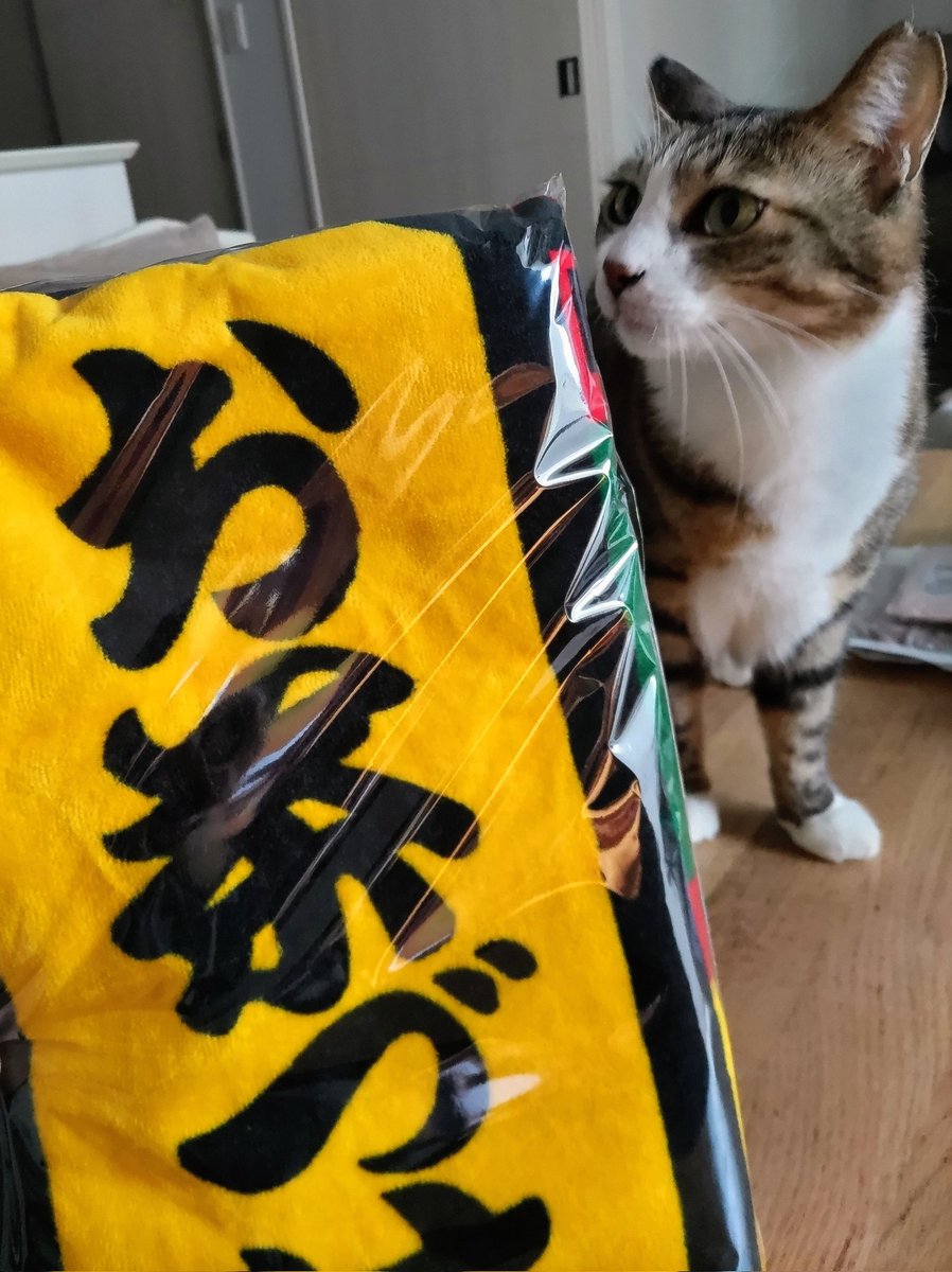 にゃんきち (@nyankichi62) / Posts / X