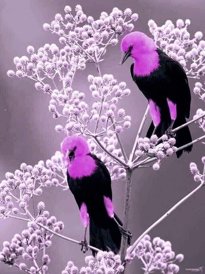 DeeDee Hayes tweet media