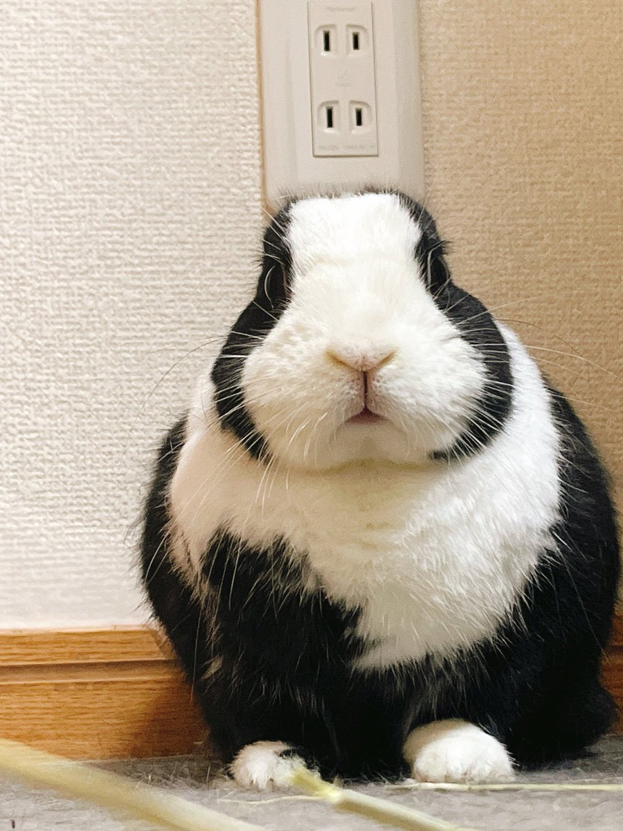 zoo69712356 まさにこれですな