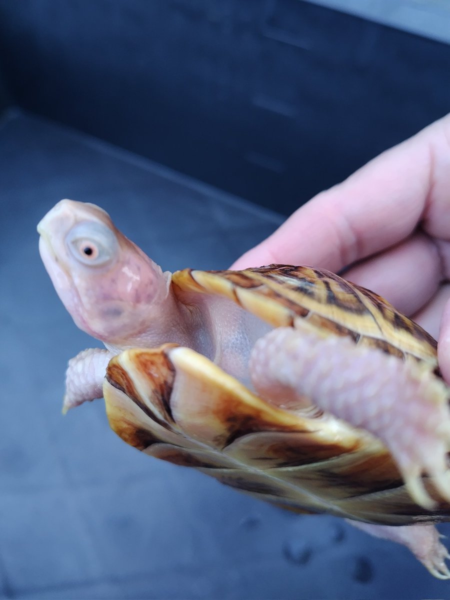 tito (@34_wgnc) / Posts / X