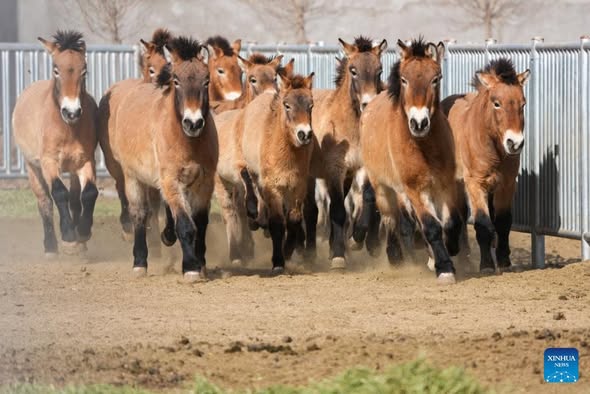 PuebloEnLnea's tweet image. El #caballo de Przewalski está catalogado como animal protegido de primera clase en China y sigue estando en peligro de extinción a nivel mundial. Tras 40 años de cuidado y crianza, el número de caballos de Przewalski ha aumentado de forma constante. #Biodiversidad #ChinaEcología