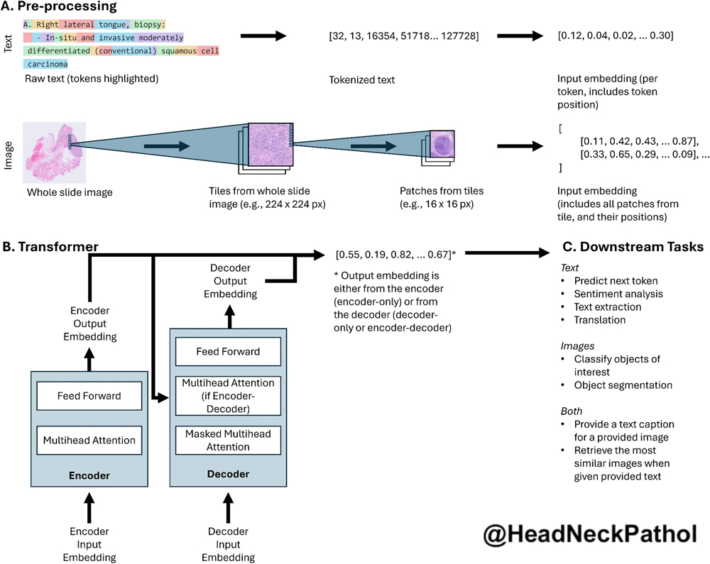 Head Neck Pathol tweet media