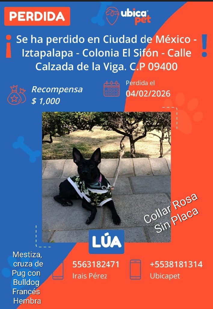 Me ayudan a circular? Se escapó ayer cuando la trasladaban y su rescatista está desesperada  🙏🏻🙏🏻