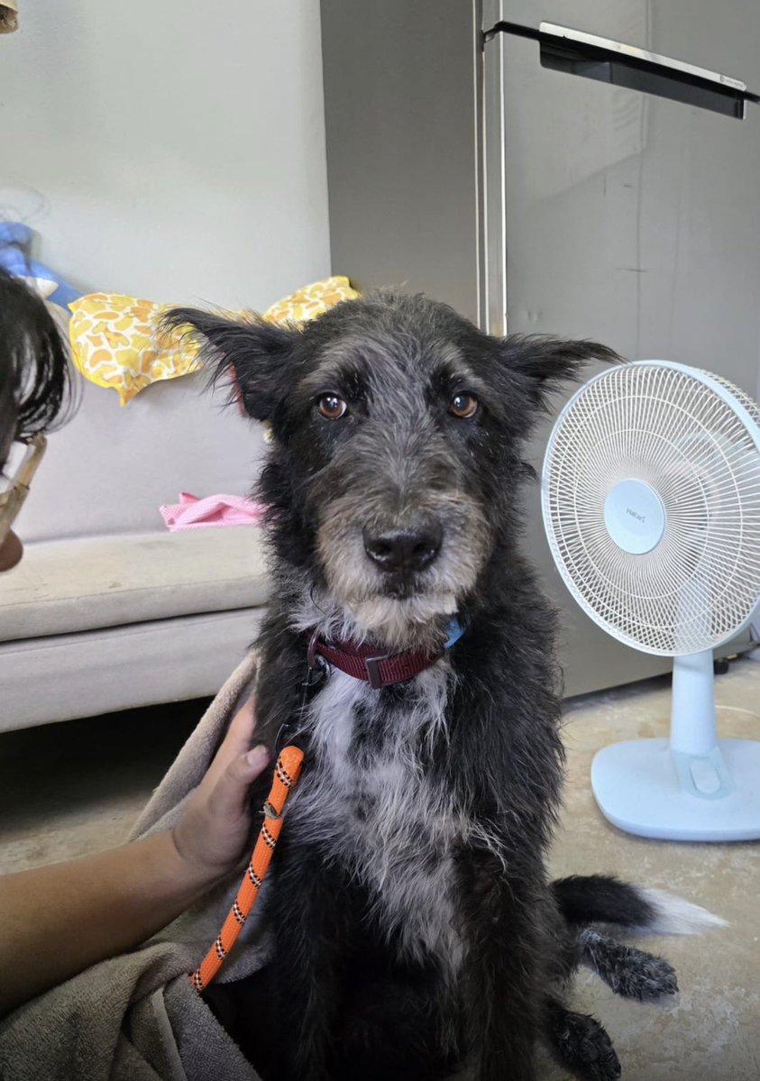 Just giving Spock a wash, groom and some words of encouragement. 

He says he’s never had a home in his life. He used to sleep under cars on the streets of Thailand where he got his legs broken.

He is moving into his first ever house today with his humans. He loves humans. ❤️
