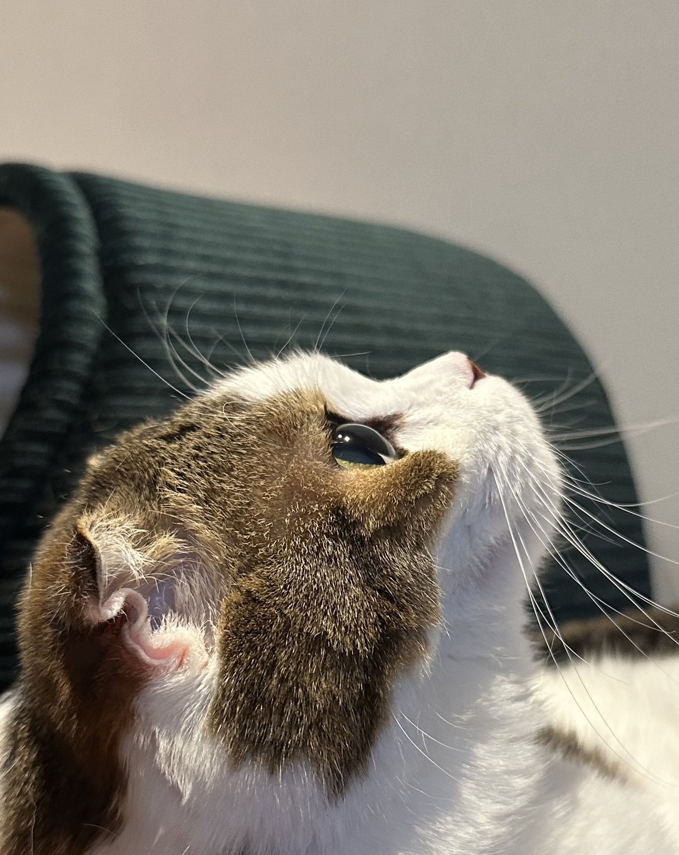 Fukurashi, the beloved cat of Masahiro Sakurai, the creator of Kirby, has sadly passed away at the age of 17. 💔