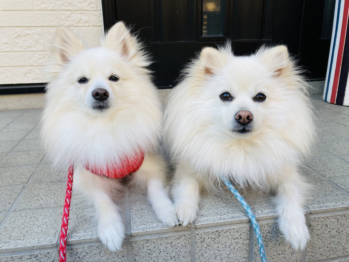 ポメのつるまる&おび（ツルオビ）❤️💙 (@2aWSHJStCdIrF5D) / Posts / X