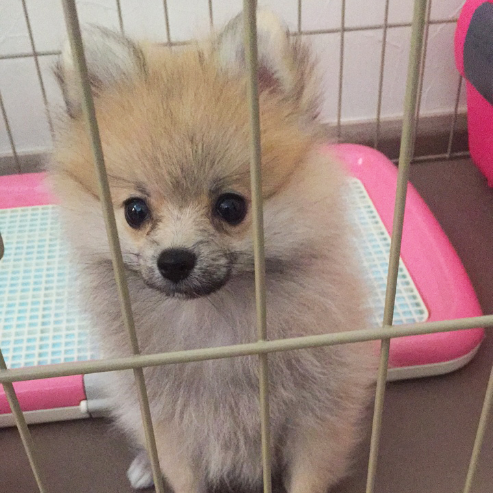 おはよ〜☀️ 昨日2月5日は妹ポメの8歳のお誕生日でした🎂🤗 ペット