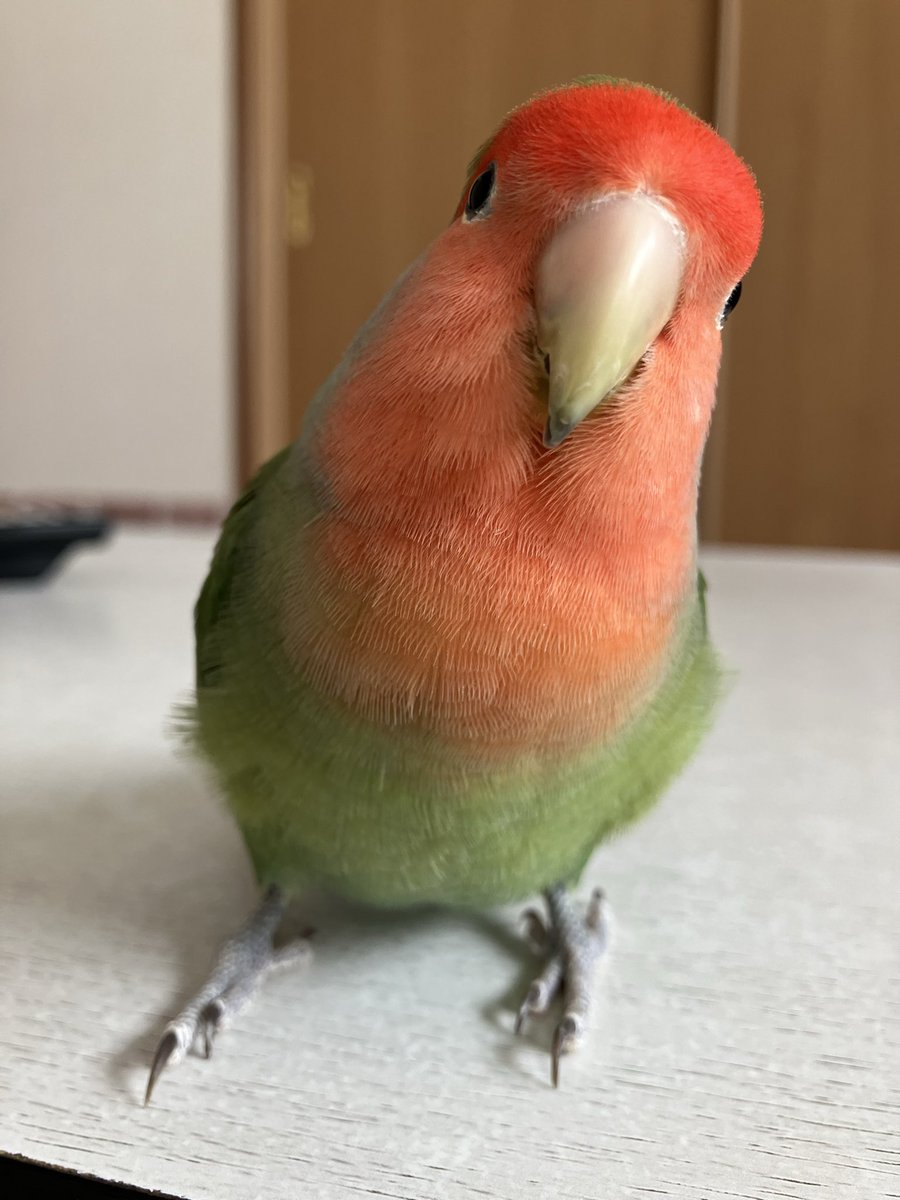 おはよー🦜
また寒くなるってよ〜❄️
飼い主、最近片付けにハマってて毎日ゴソゴソやってます👩
スッキリすると楽しい🎵