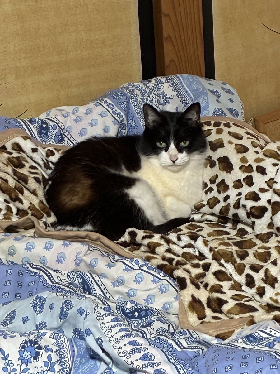 そーいえばw
東北住みの私
寝る時は電気毛布嫌いで
使ってないんだけど
寝る前までヒーターついてるし
なんといってもうちの猫様が
私のベッドにずっといるから
あったまってポカポカのお布団になる🤣猫様いつもありがとう^ - ^