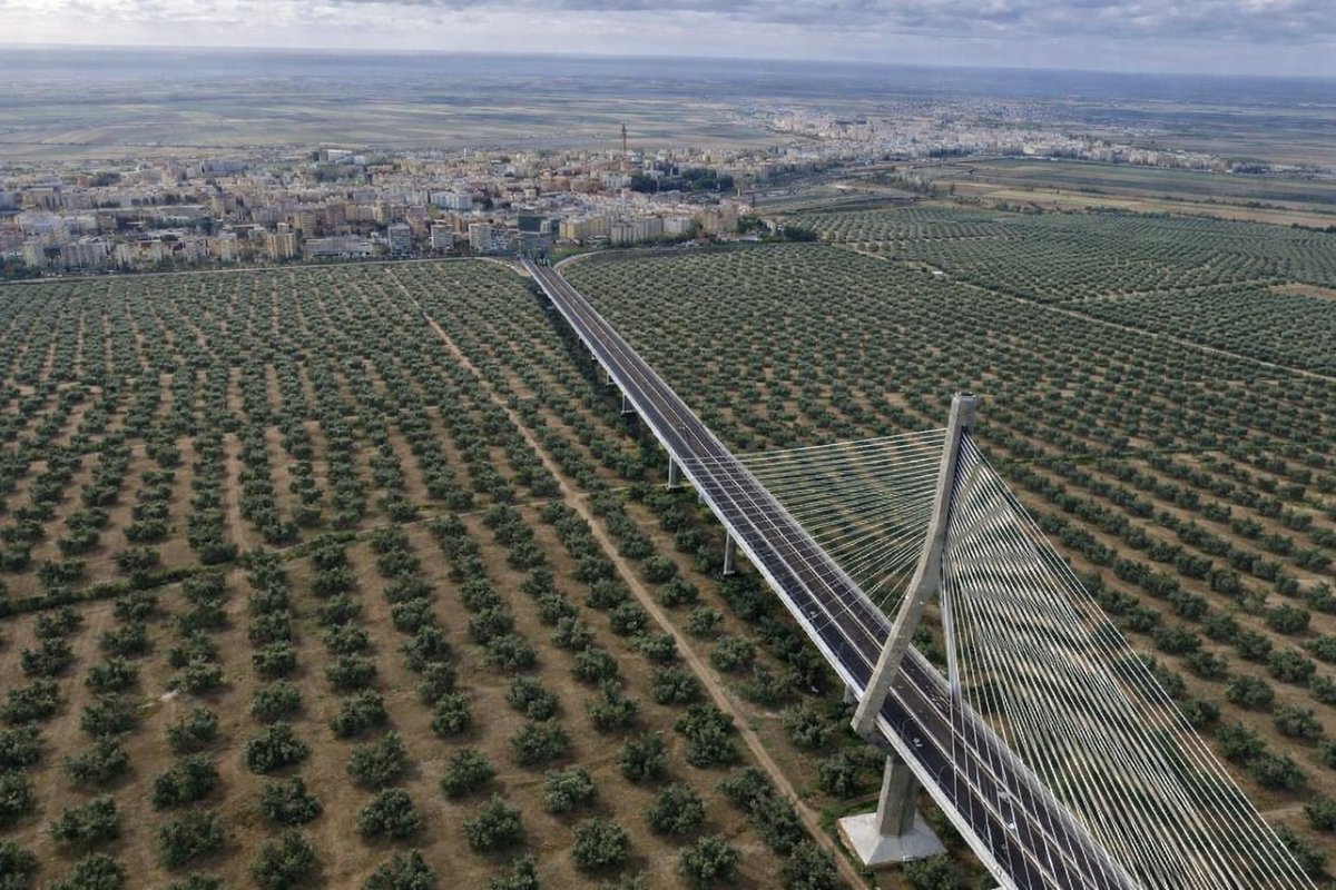 #COAC2026C7 Que lástima este año los cultivos... Verás como se va a poner el precio de la aceituna... Con lo que era eso... #COAC2026C6 #Cádiz