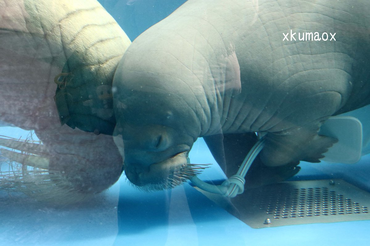 kuma (@XkumaoX) / Posts / X