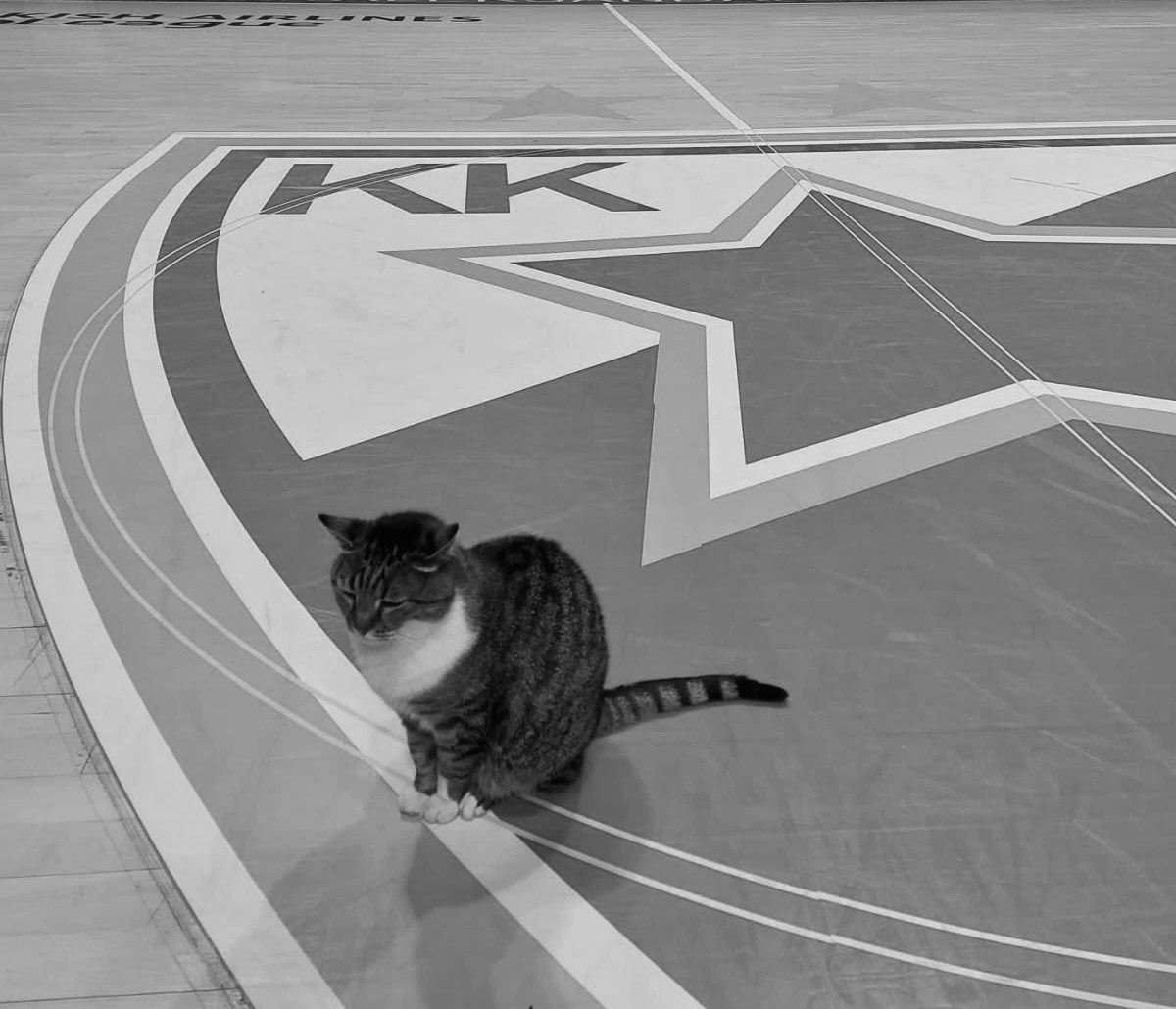 Са великом тугом обавештавамо јавност да је <a href="/ljubicathecat/">Мачка Љубица</a> преминула у свом Пиониру, где је 18 година била актер многобројних догађаја и утакмица и побрала многе симпатије домаће и стране јавности.