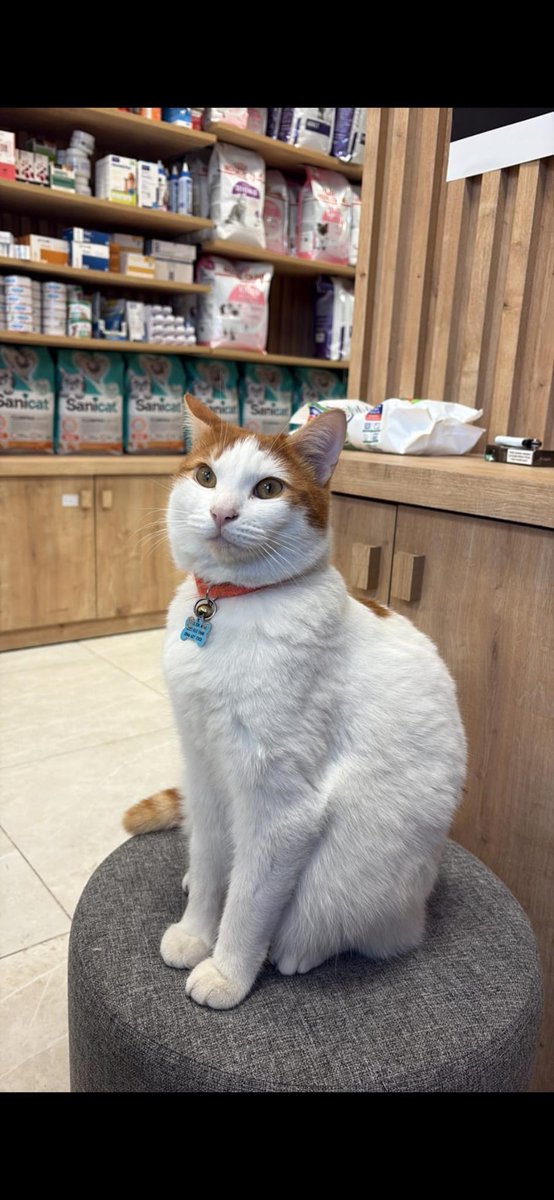 🚨 VETERİNERDEN KAYBOLAN KEDİMİZ GIRGIR ARANIYOR 🚨
📍 Ümraniye – Mithatpaşa Caddesi No: 48
Veteriner kliniğinde bakılan Gırgır kaybolmuştur.
❗ Sokakta yaşamaya alışık değildir.
🙏 Gören / bulan lütfen kliniğe getirsin
ya da hemen haber versin. Lütfen 
📞 0533 336 45 52