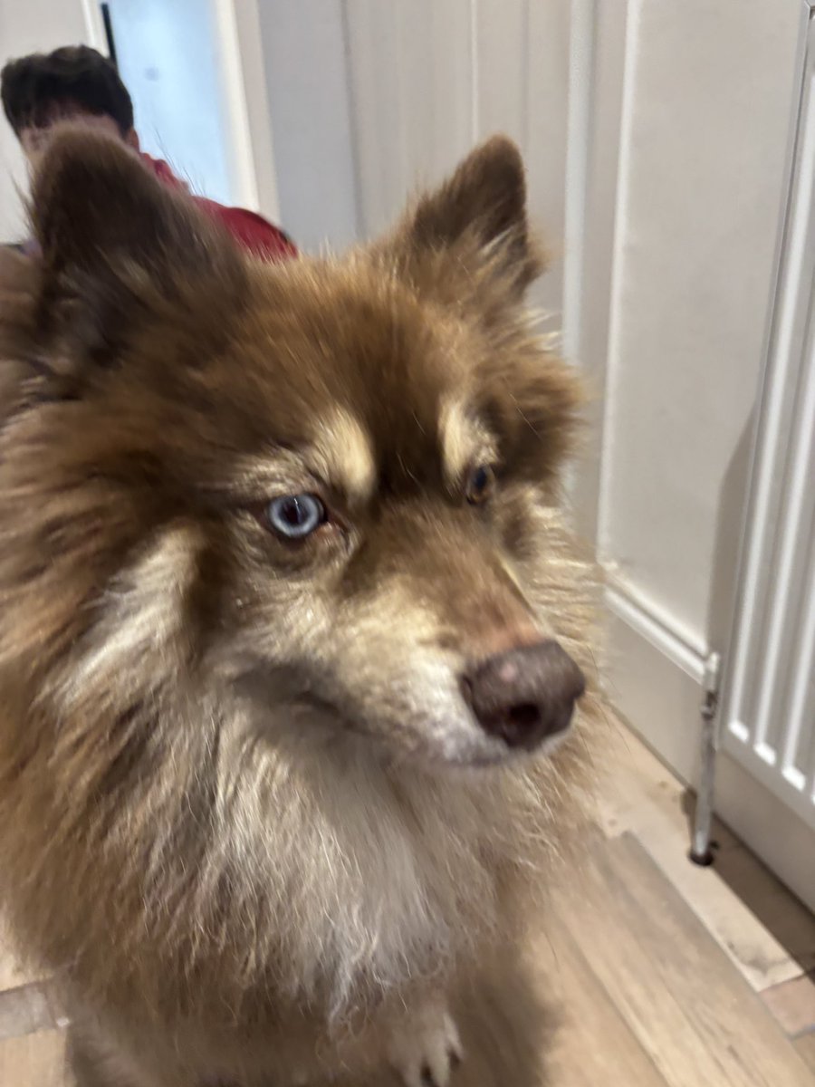 handymunro's tweet photo. Investigation work… and a Pomsky
#property #propertymaintenance #tenement #glasgow #PomskyLove #flats https://t.co/q7op6cQoIv