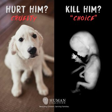 LifeNews.com tweet media